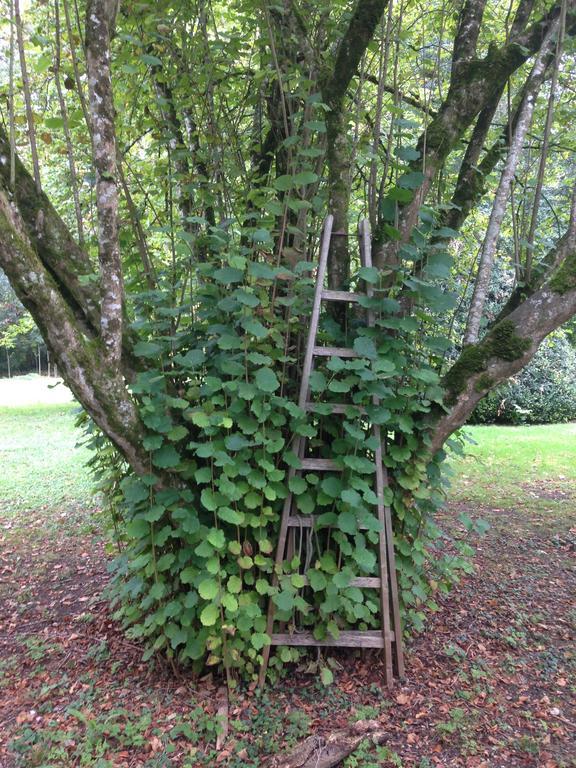 Fontenille-Saint-Martin-d'Entraigues Moulin De Coupignyヴィラ 部屋 写真